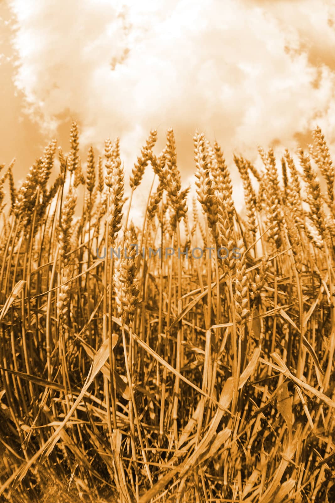 golden corn as the nice cereal background