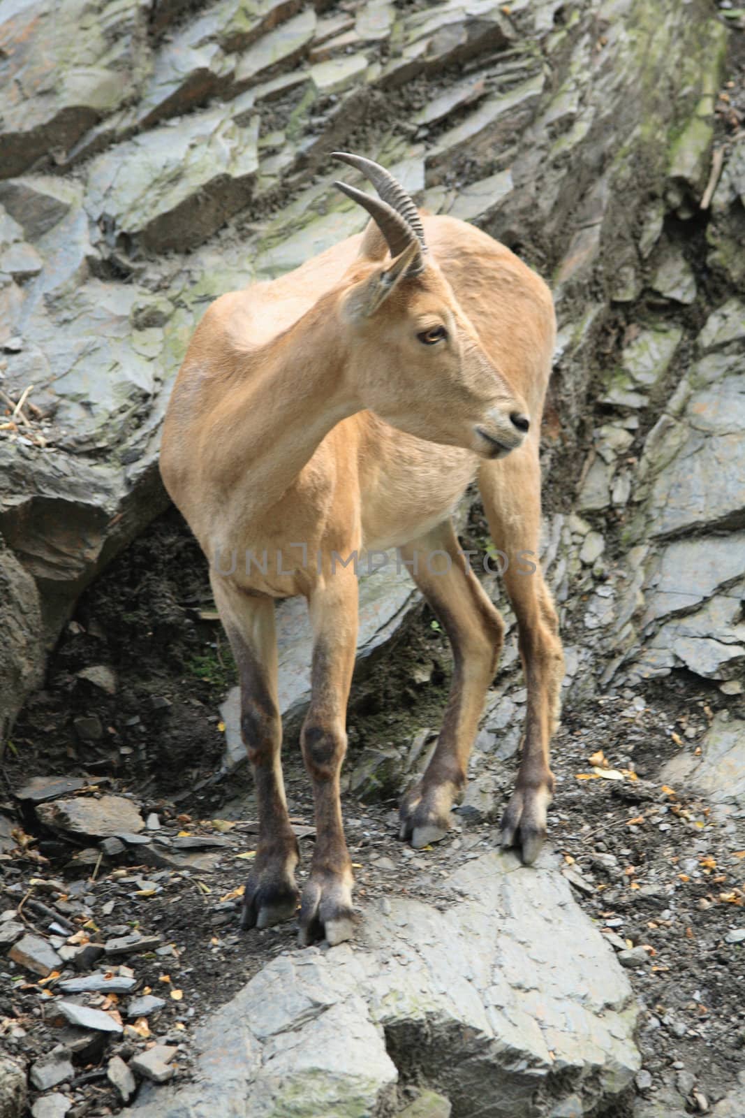 nice big chamois in the rocky mountains 
