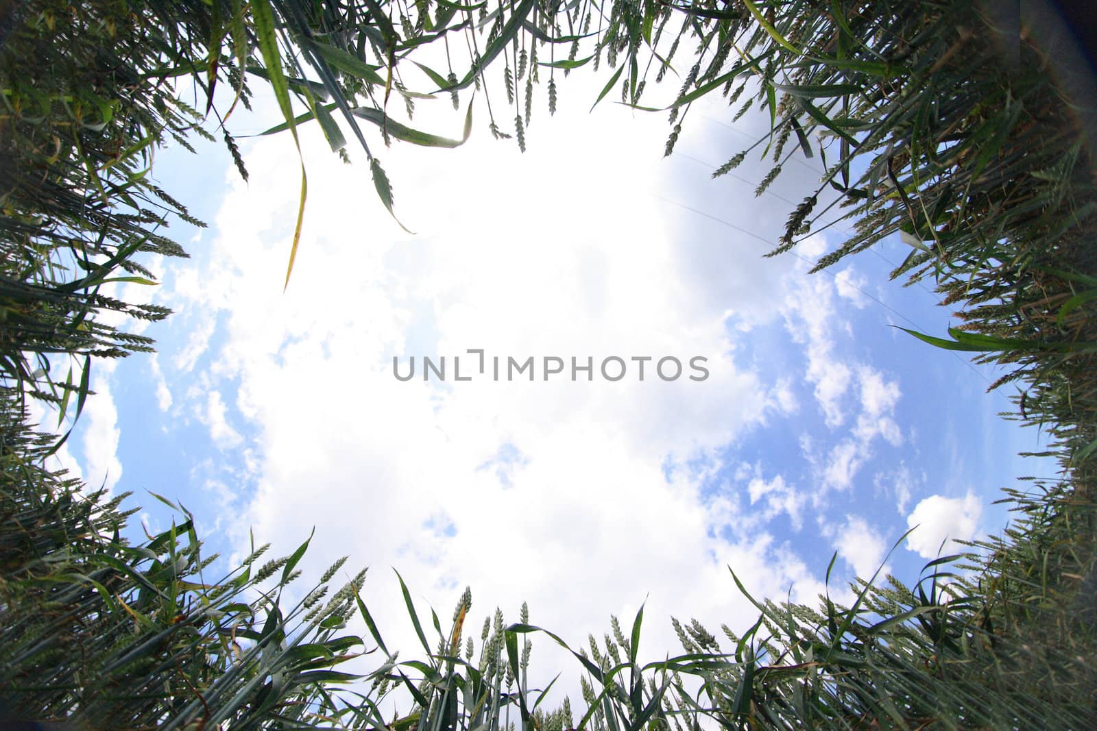 corn field and blue sky in the czech republic 