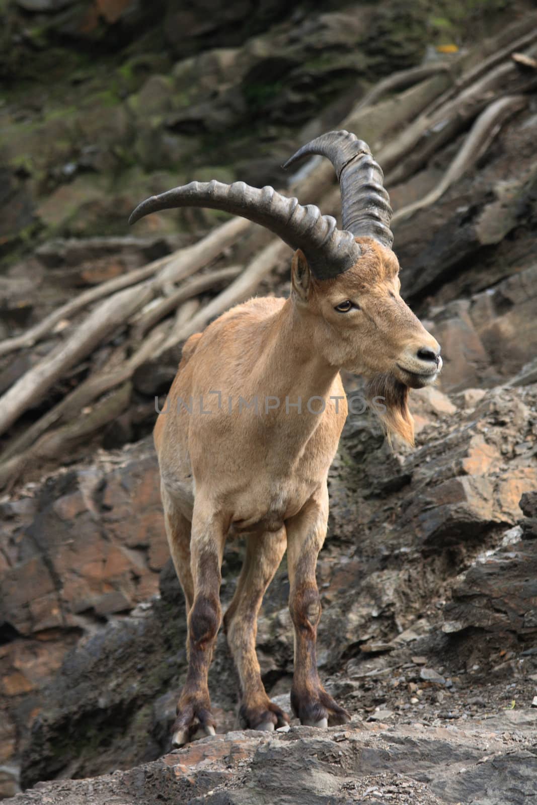 nice big chamois in the rocky mountains 