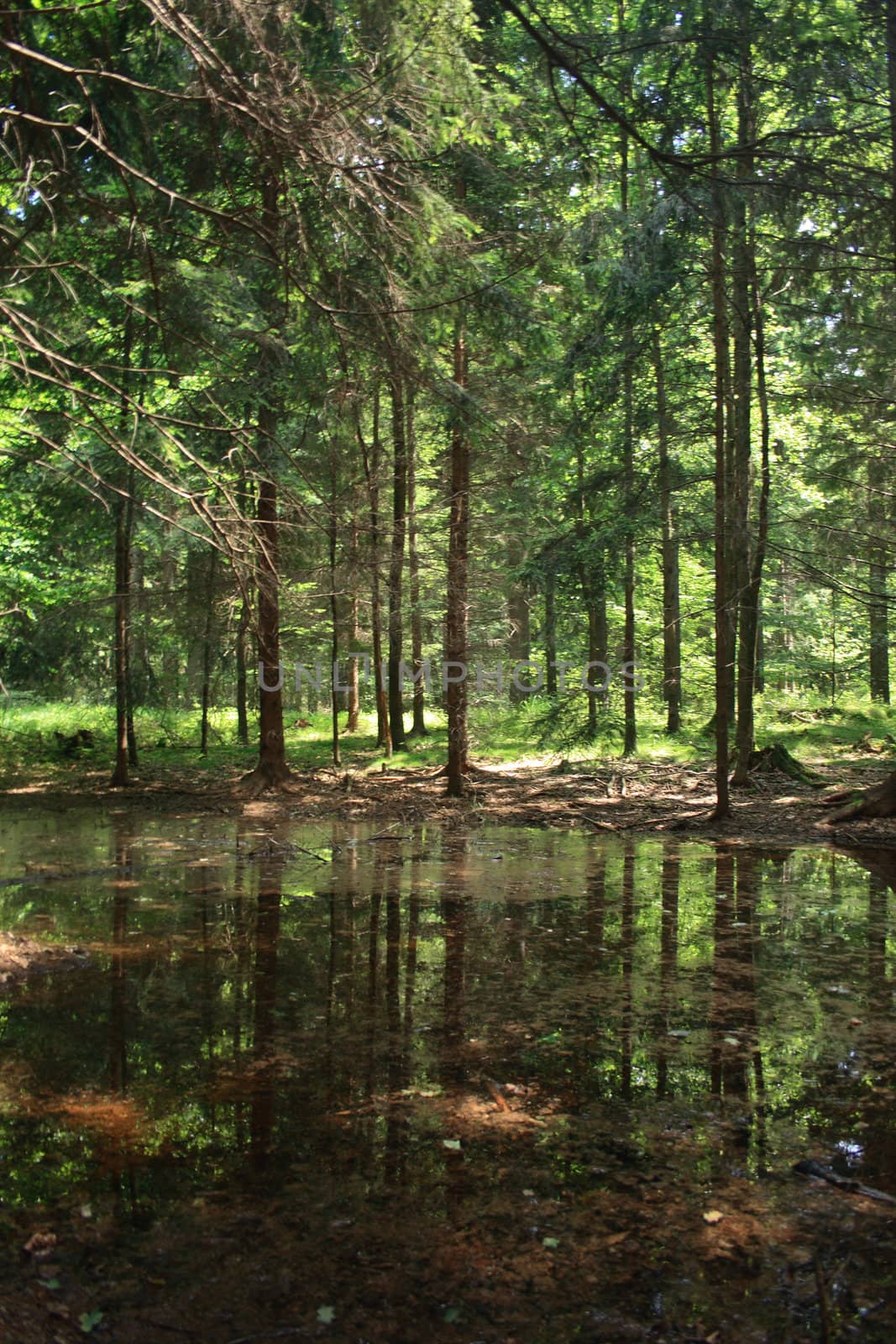 nice small river from the spring forest 