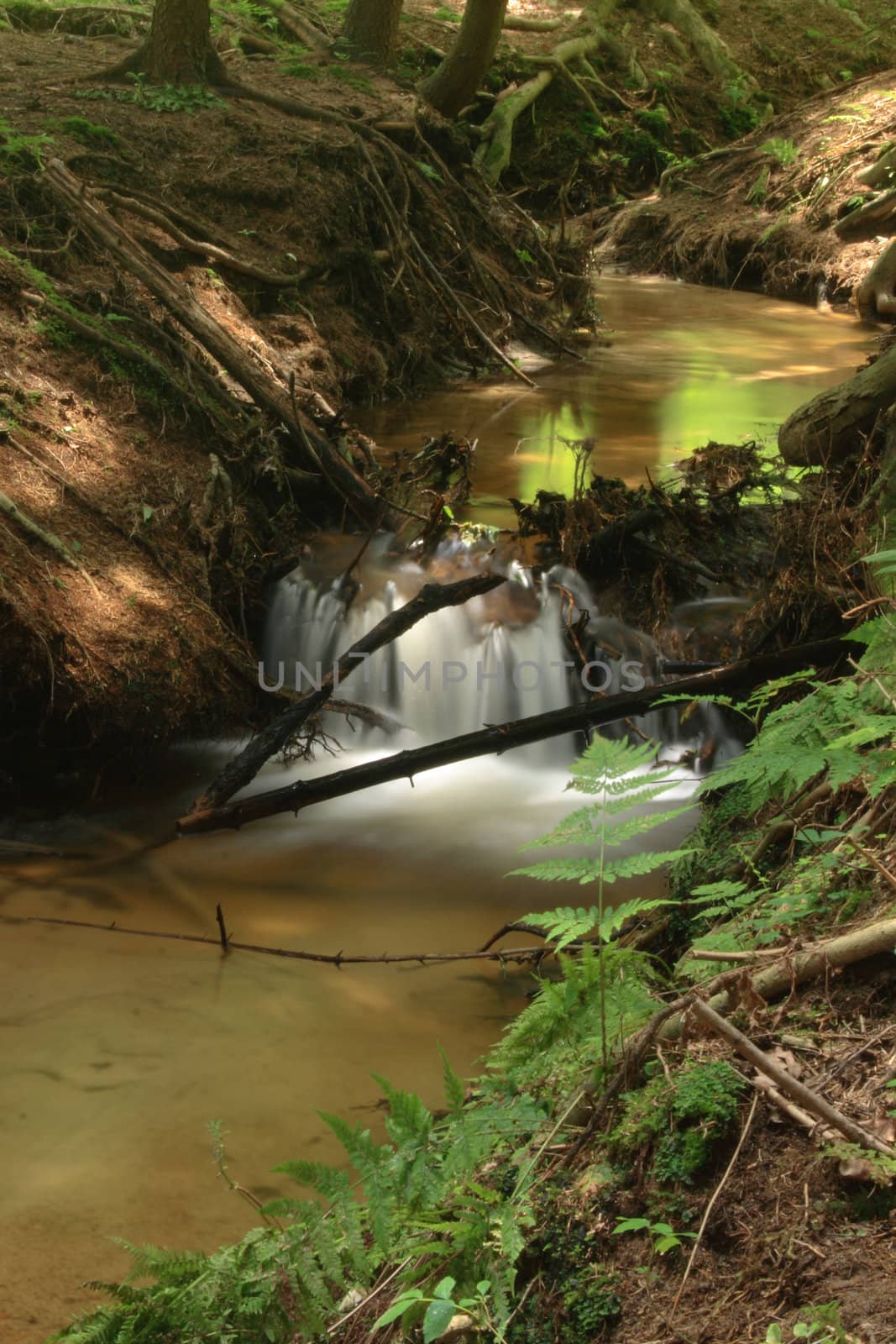 nice forest river from the czech republic