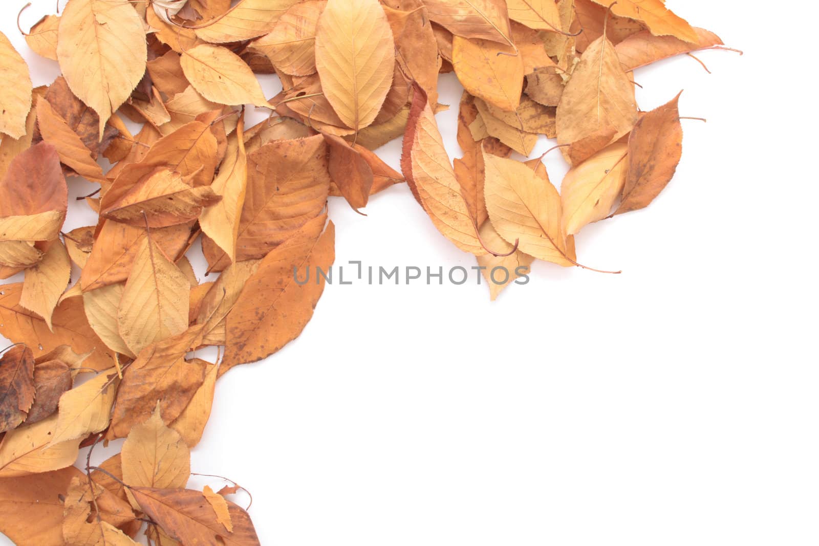 autumn  background from the old leaves on the white background