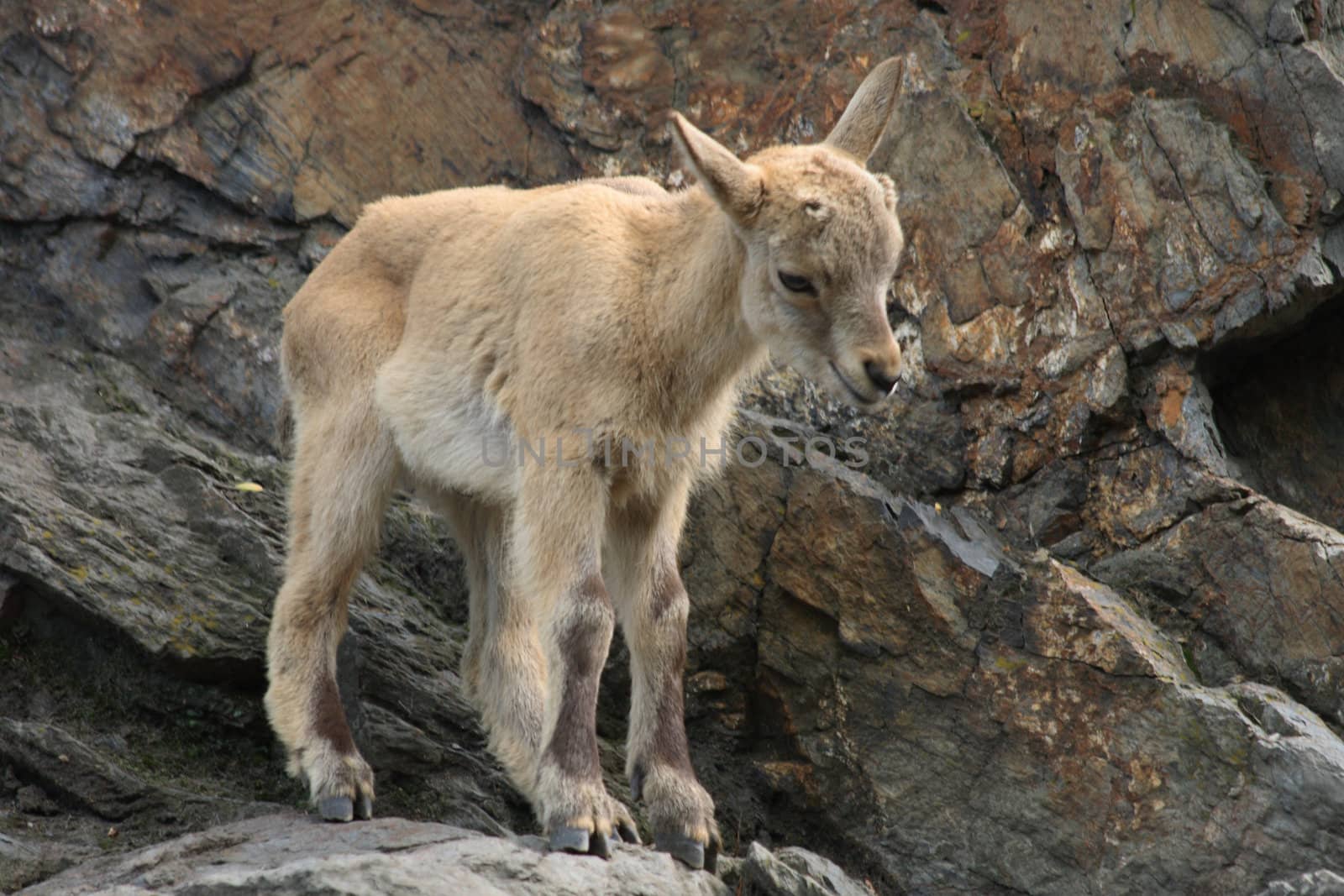 nice small chamois in the rocky mountains 