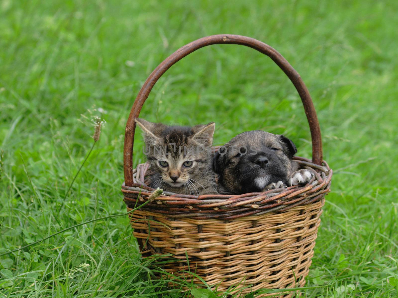 cat and dog in the basket (valentine day)