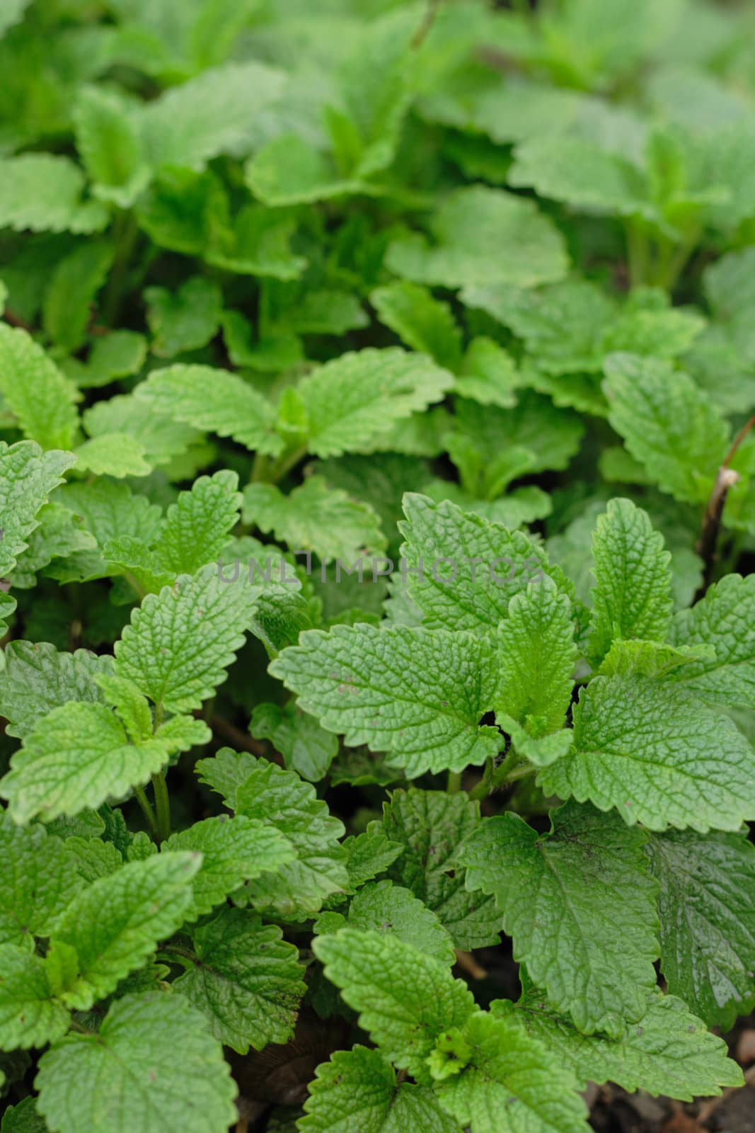 sweet mint as very nice food background