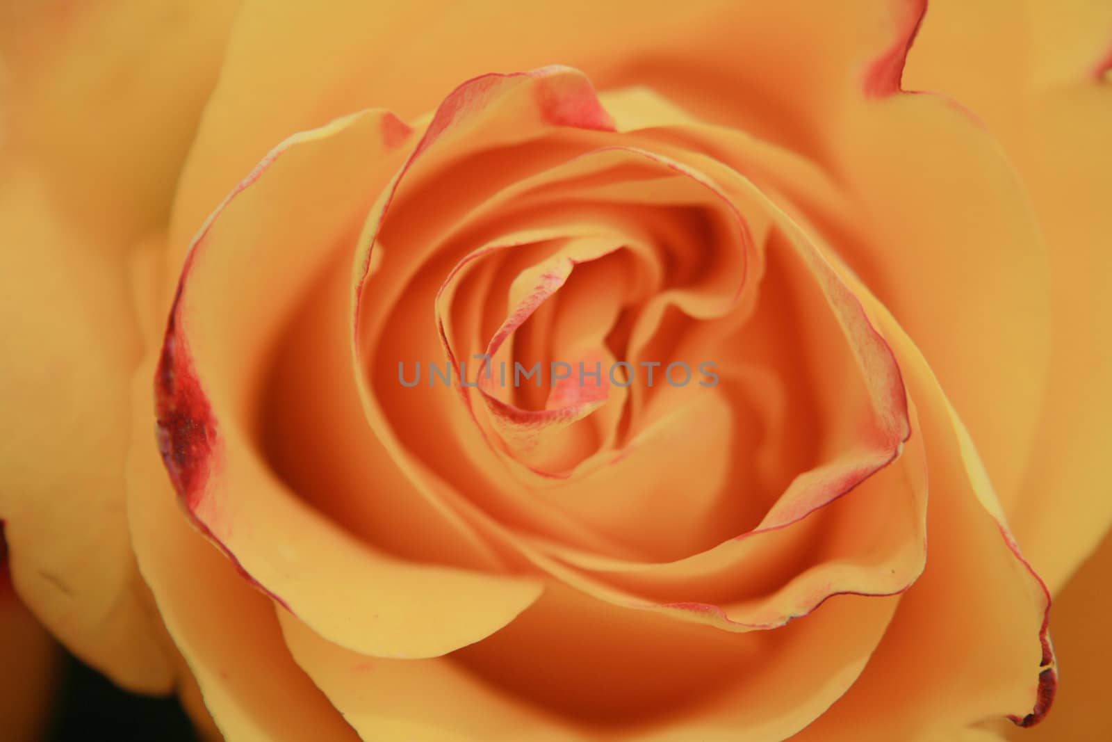 very nice orange rose as easy wedding background