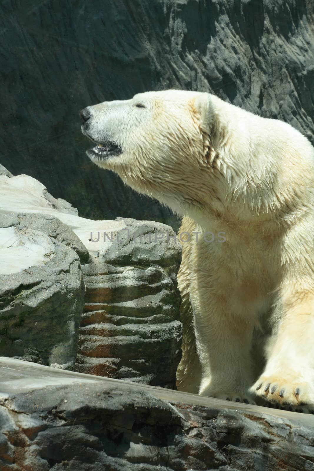 white bear in the ZOO in the Prague
