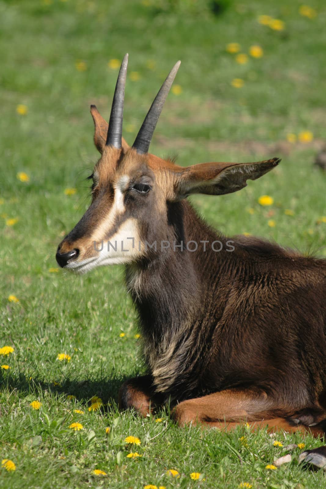 very nice chamois on the fresh green grass