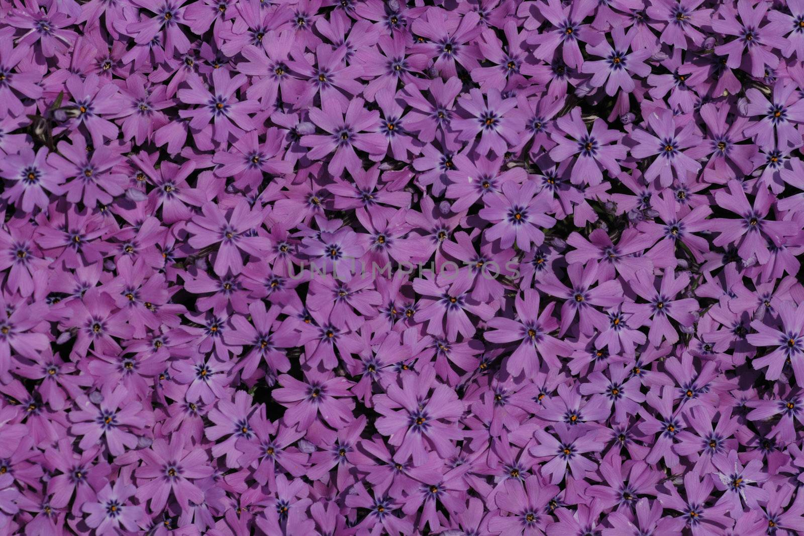 violet flower as very nice natural background