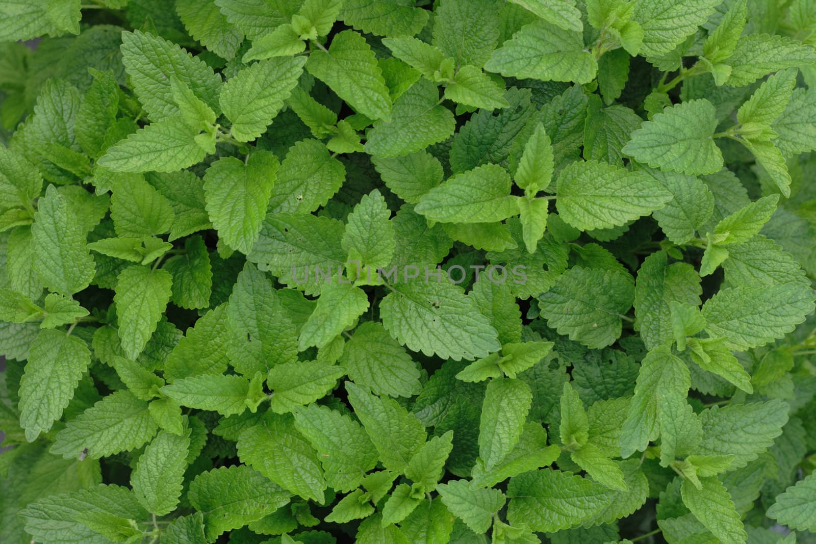 very nice mint background from the nature 