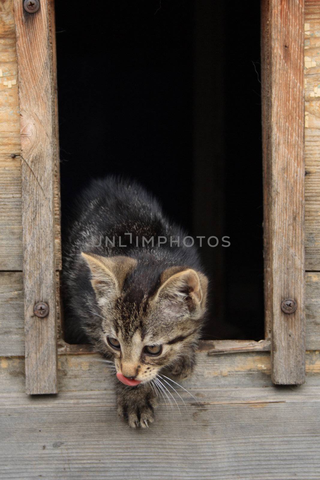 small cat is resting in her house 