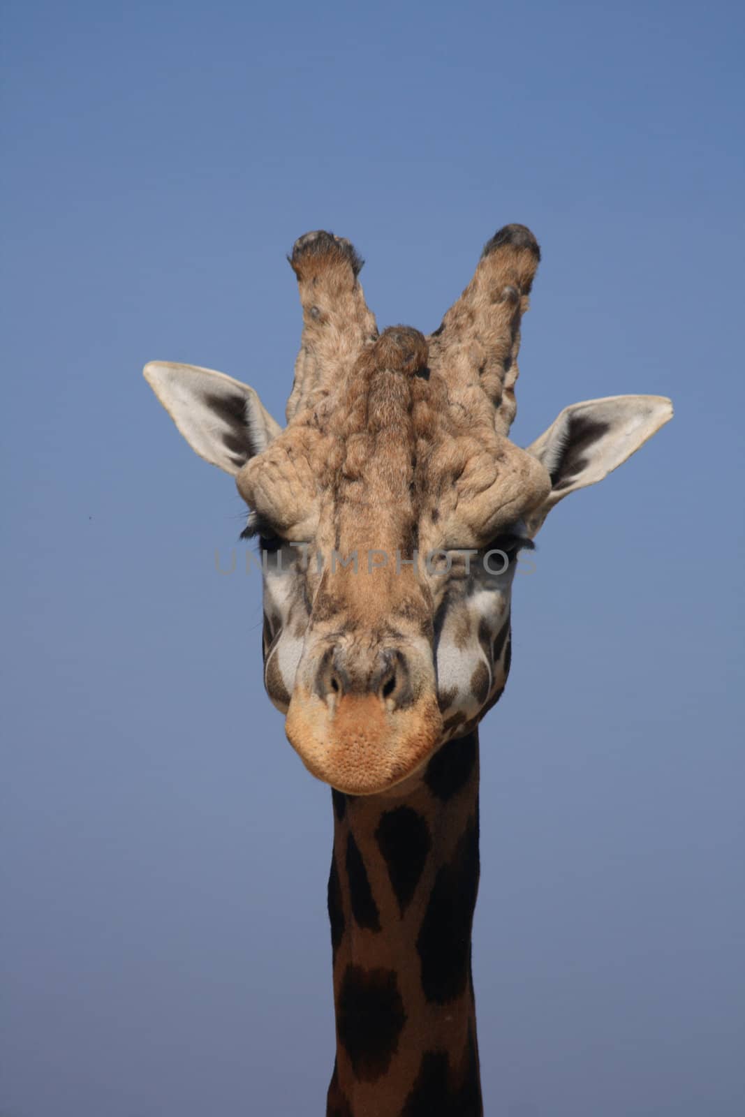 head of giraffe and nice blue sky 