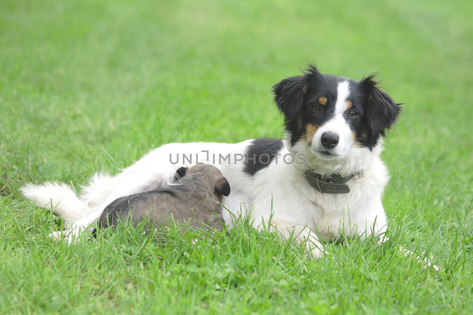 dog and her son drinking dog milk 