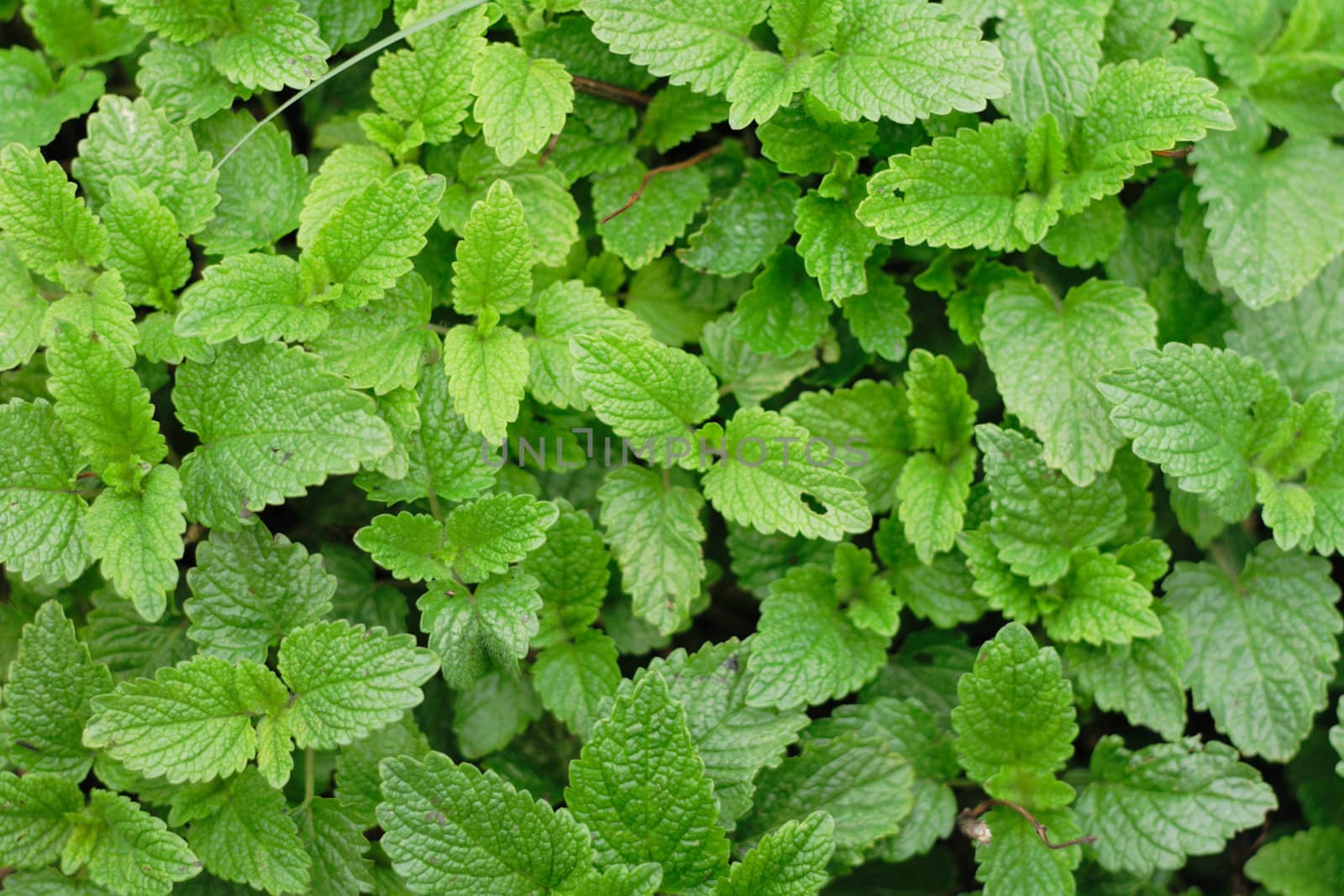 green mint as very nice natural background