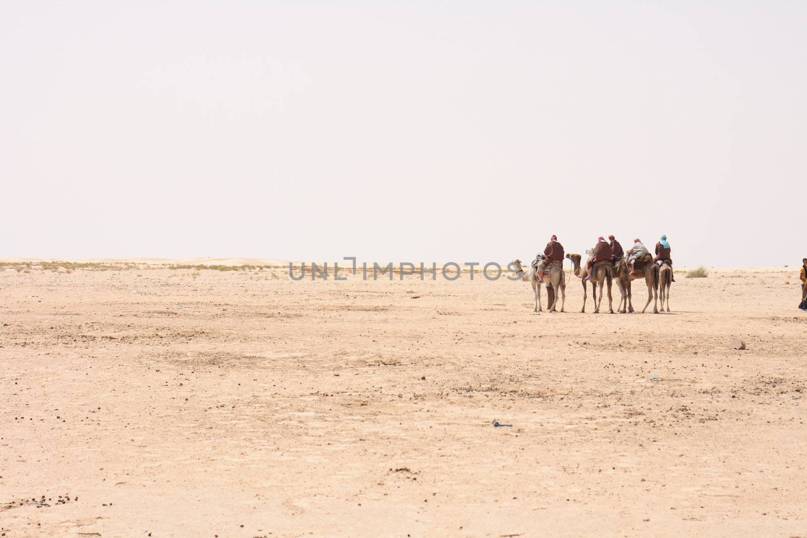camels and dry sahara in the Tunisia 