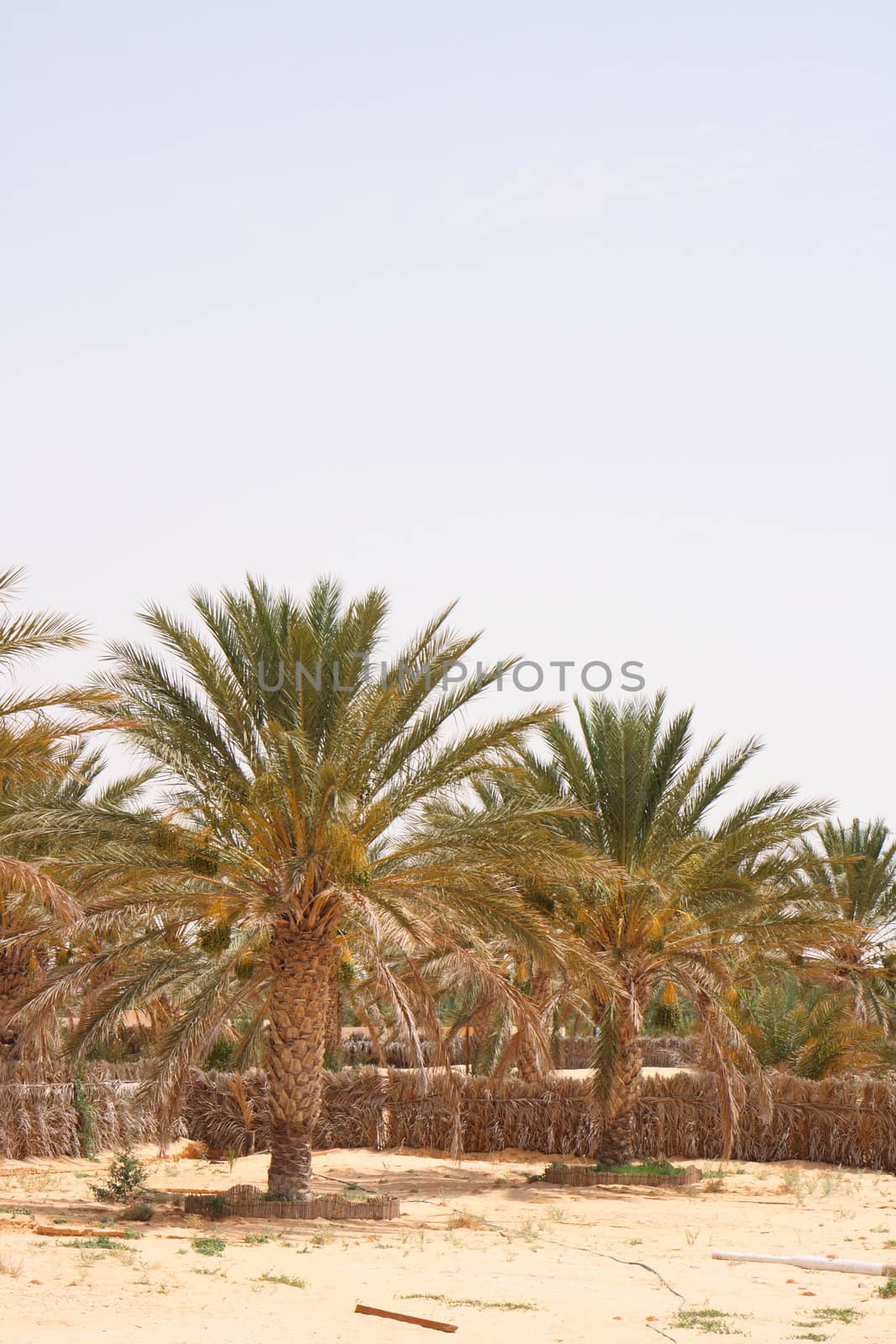 djerba nice oasis with palms in the desert 