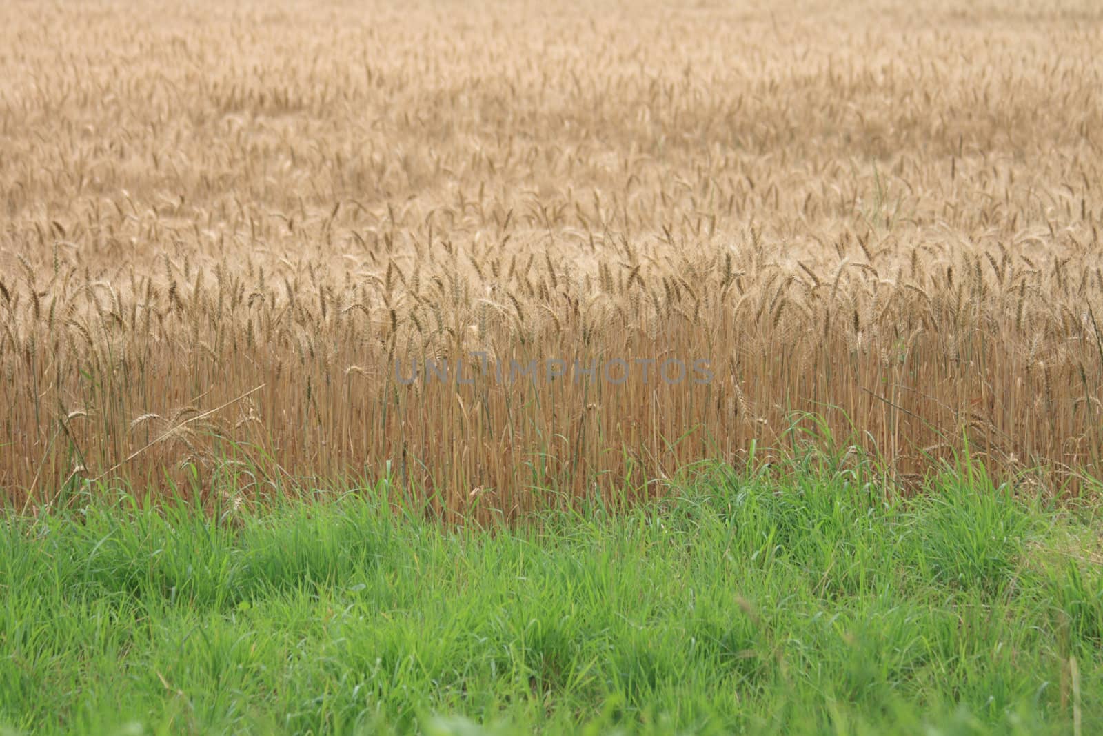 very nice gold corn as natural background