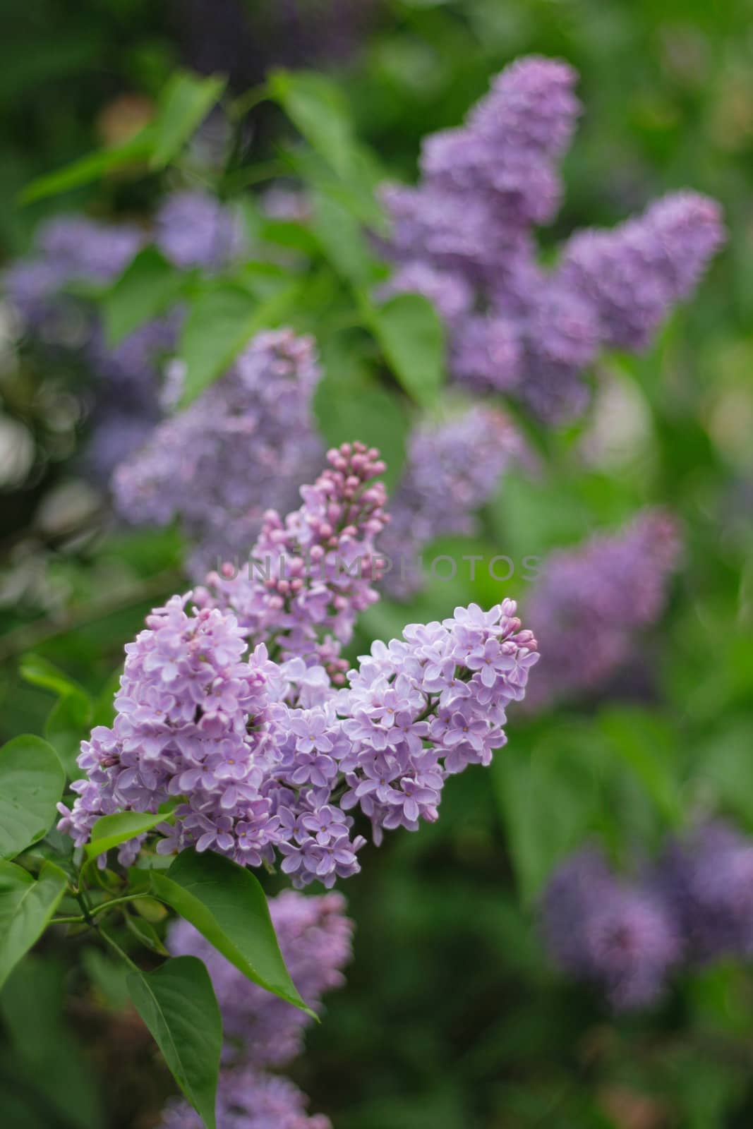 very nice violet flower as spring background
