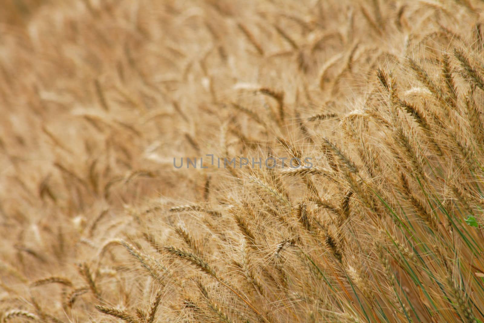 golden corn field as nice natural background