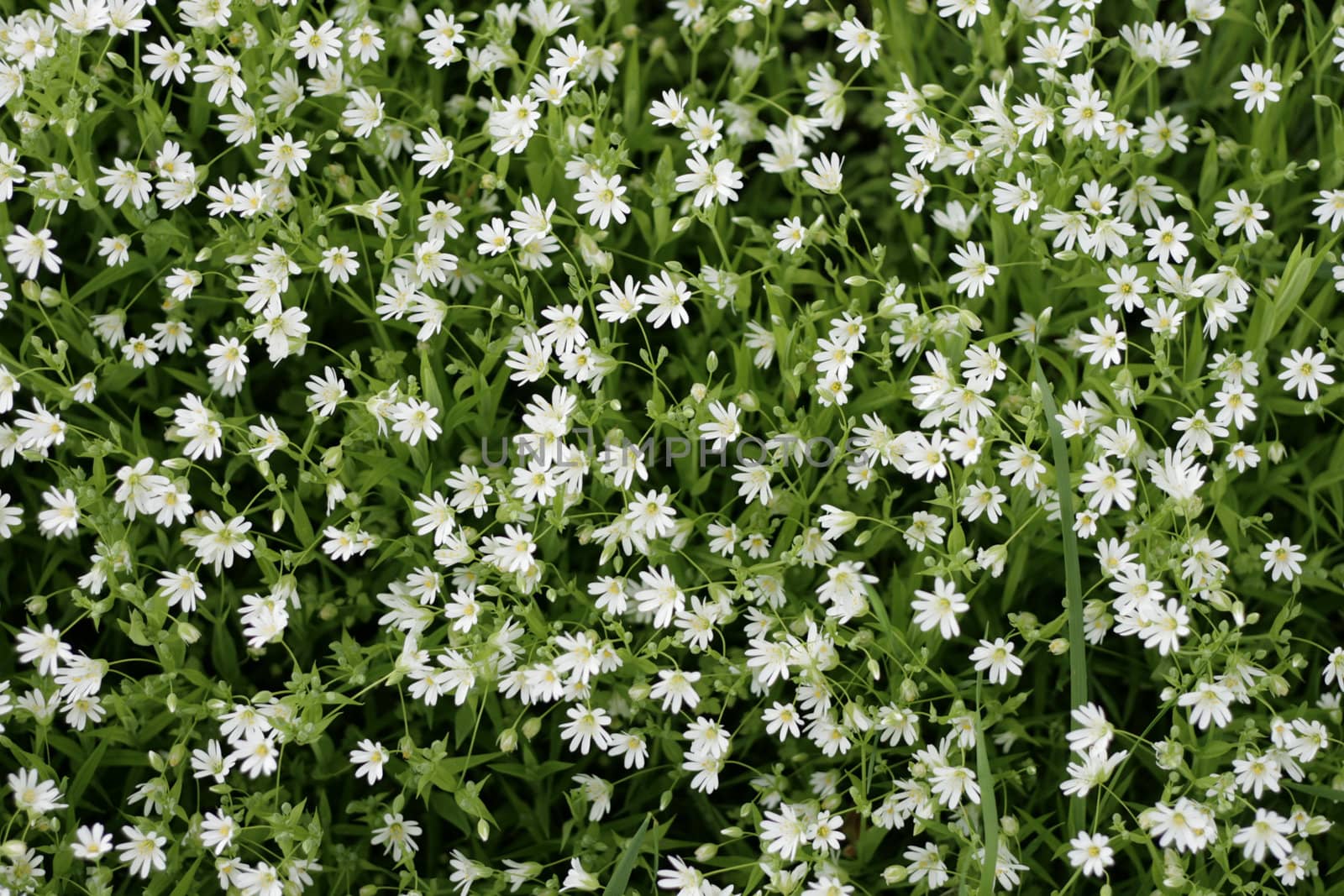 white flowers as very nice natural  background
