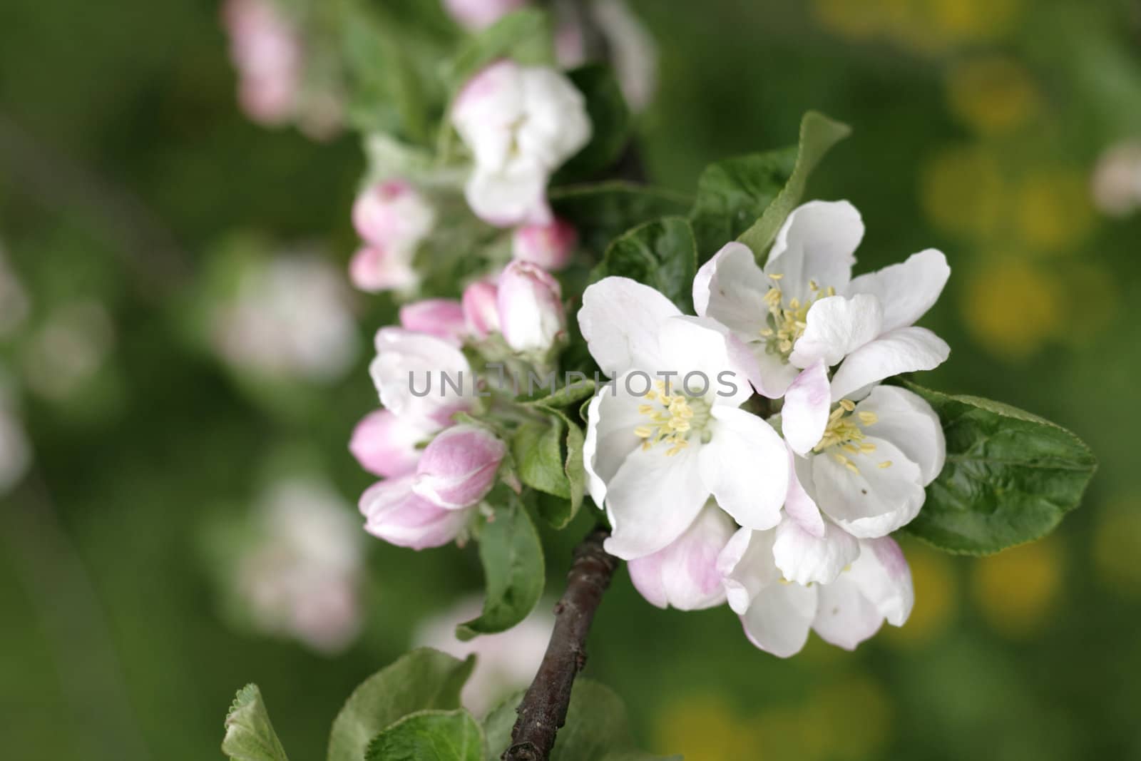 apple flowers as very nice natural  background