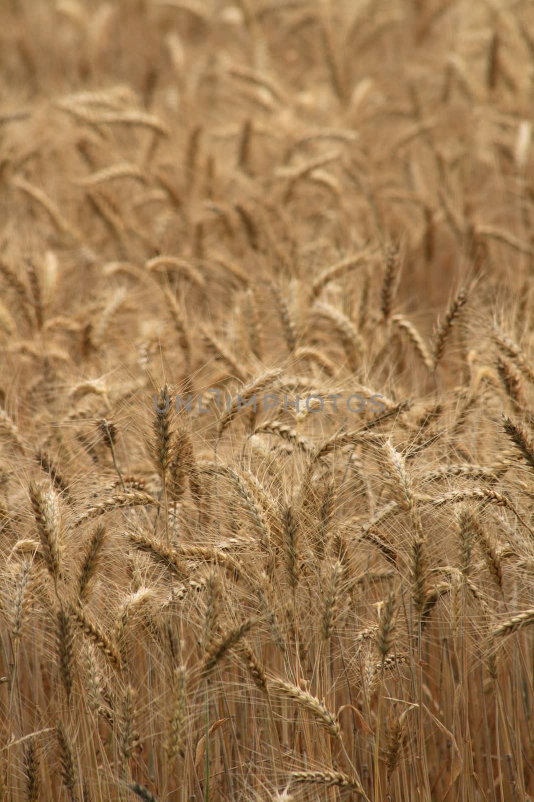 golden corn as the nice cereal background