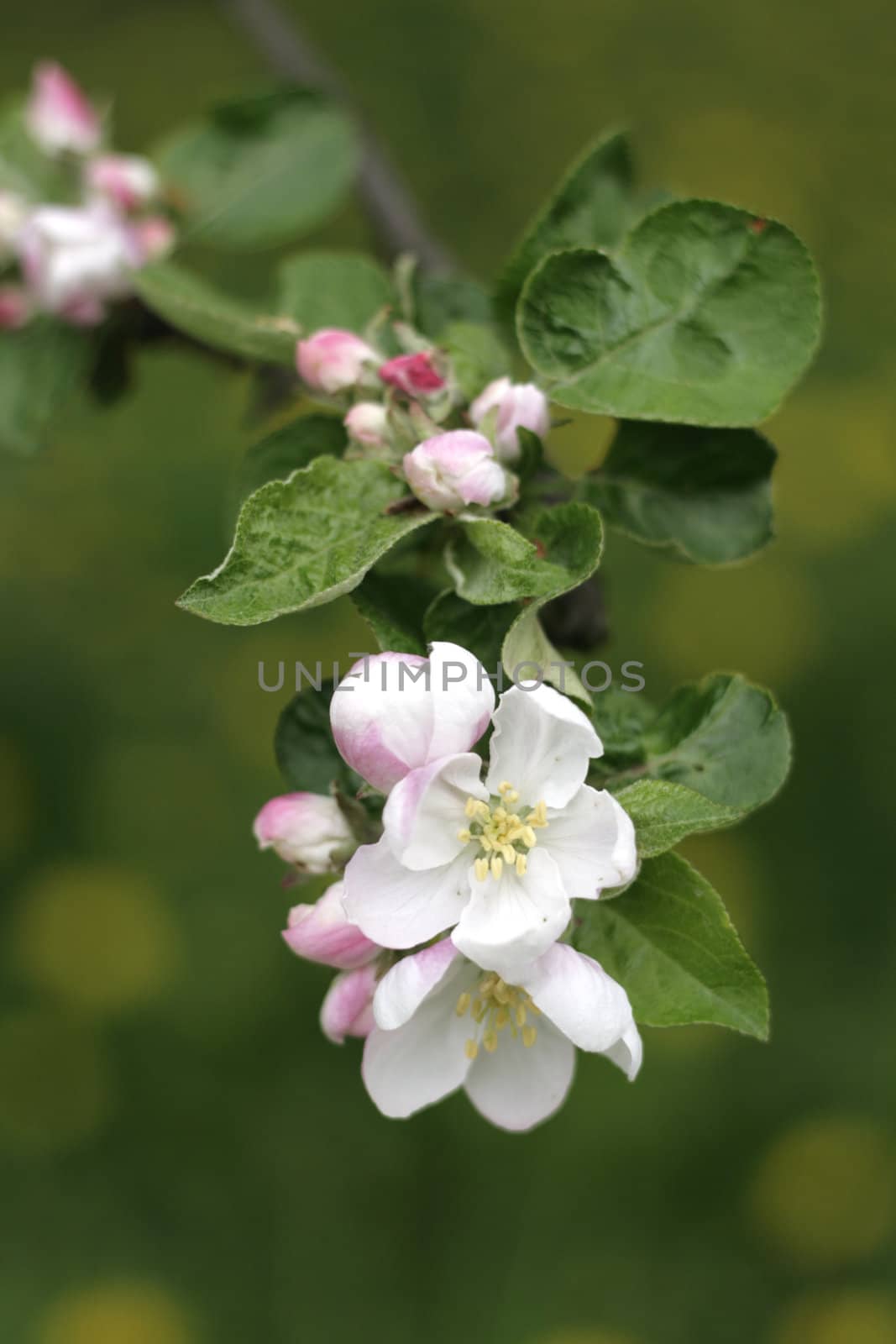 apple flowers as very nice natural  background