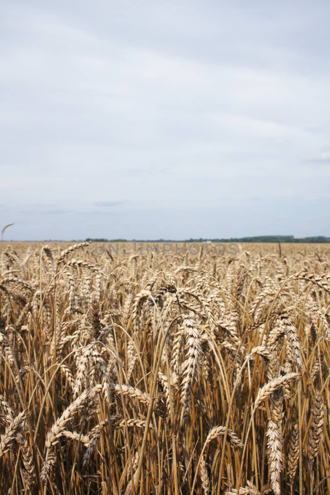 golden corn as very nice natural food background