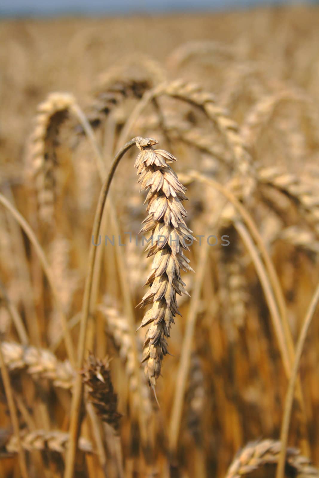 autumnal golden corn from the czech republic 