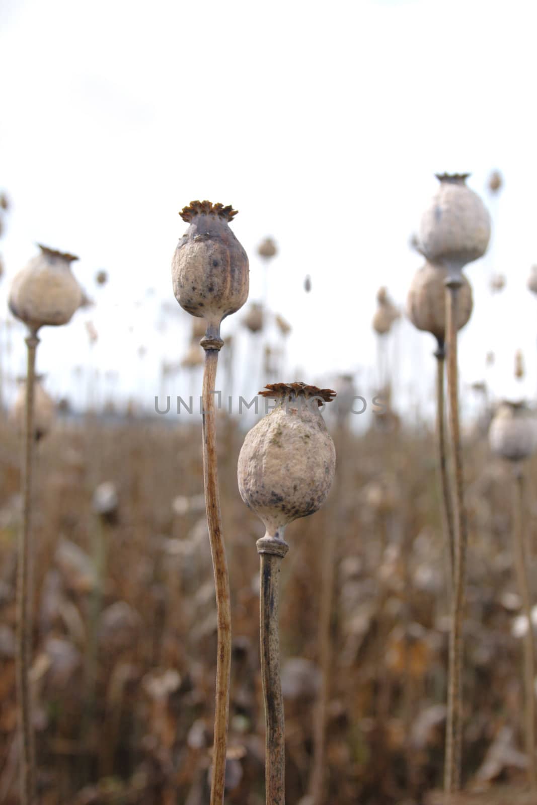 detail of poppy field in czech republic 
