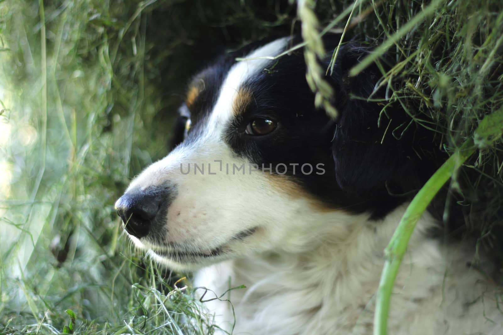 nice dog is resting in the shadow (head)