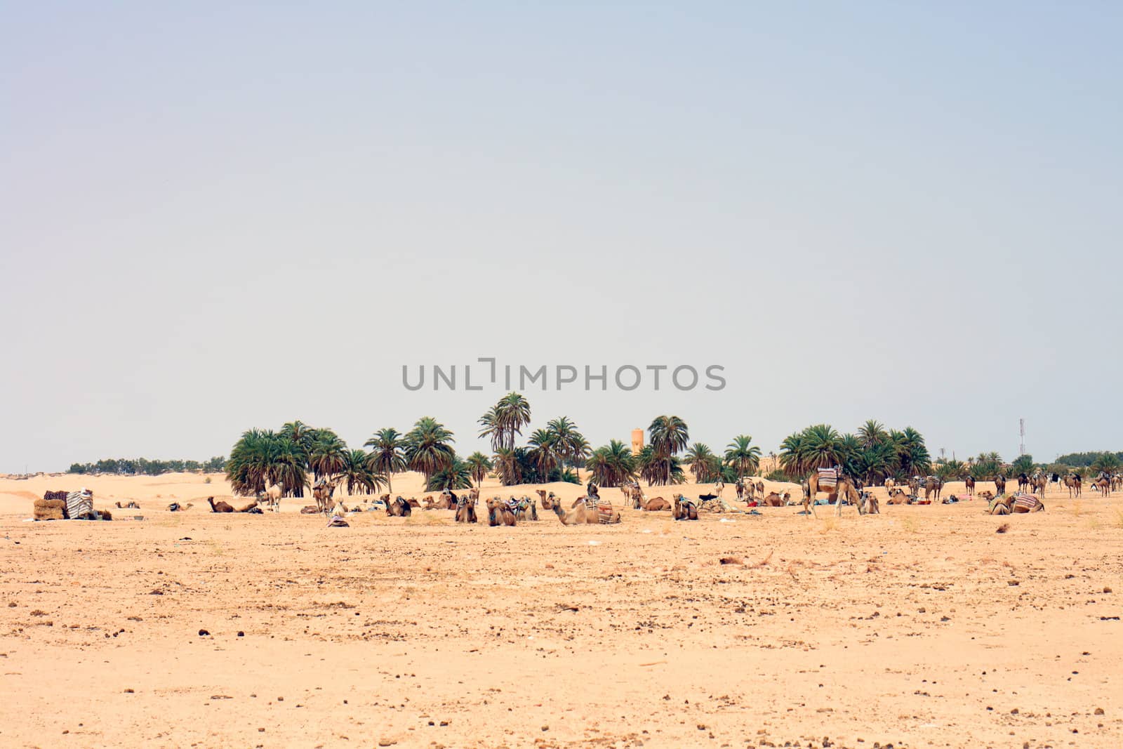 sahara with people and dromedars (tunisia)