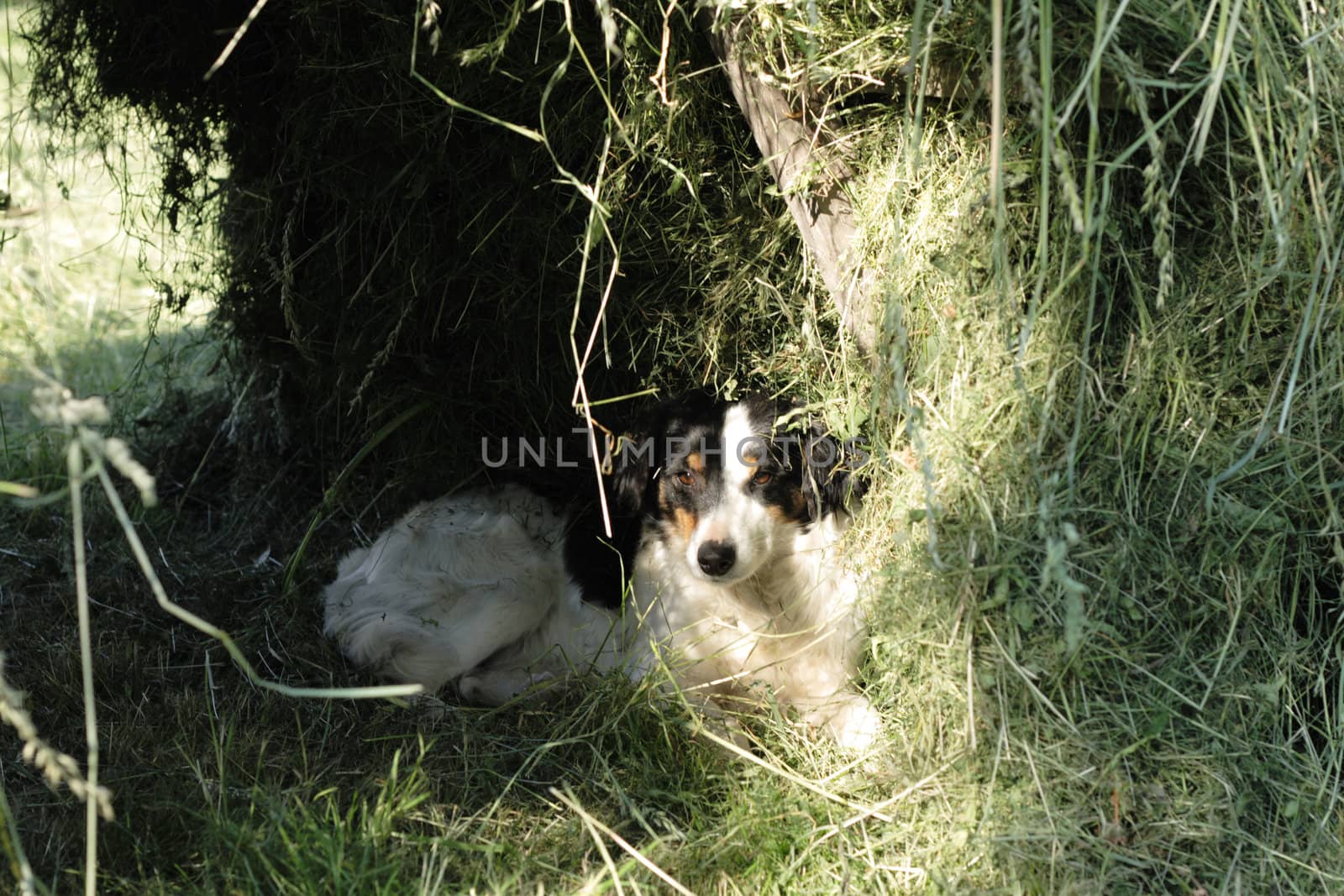 nice dog is resting in the shadow 