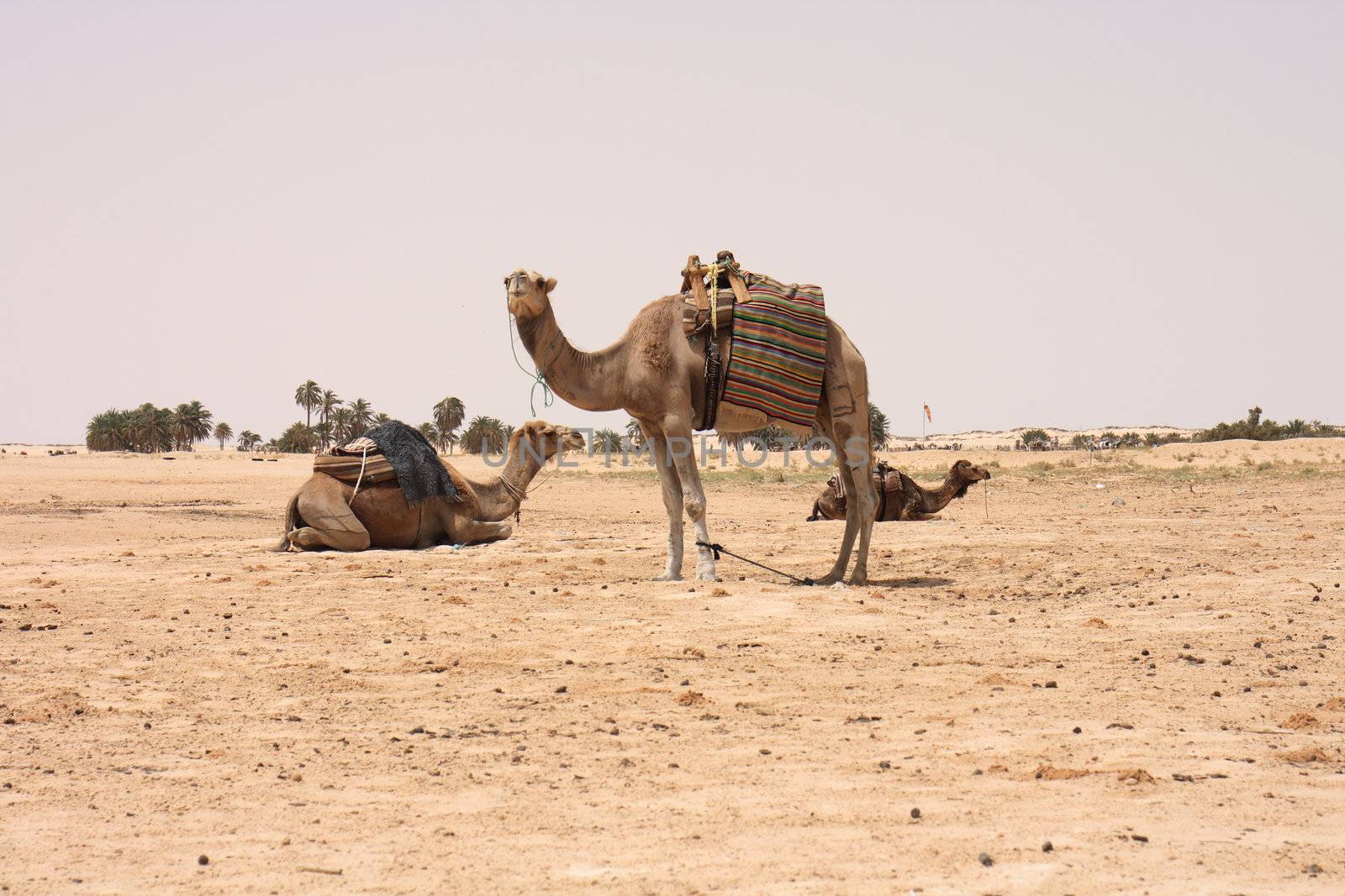 camels and dry sahara in the Tunisia 