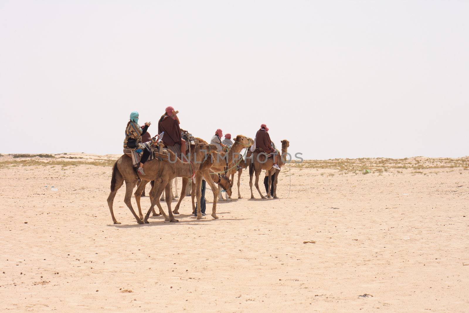 camels and dry sahara in the Tunisia 
