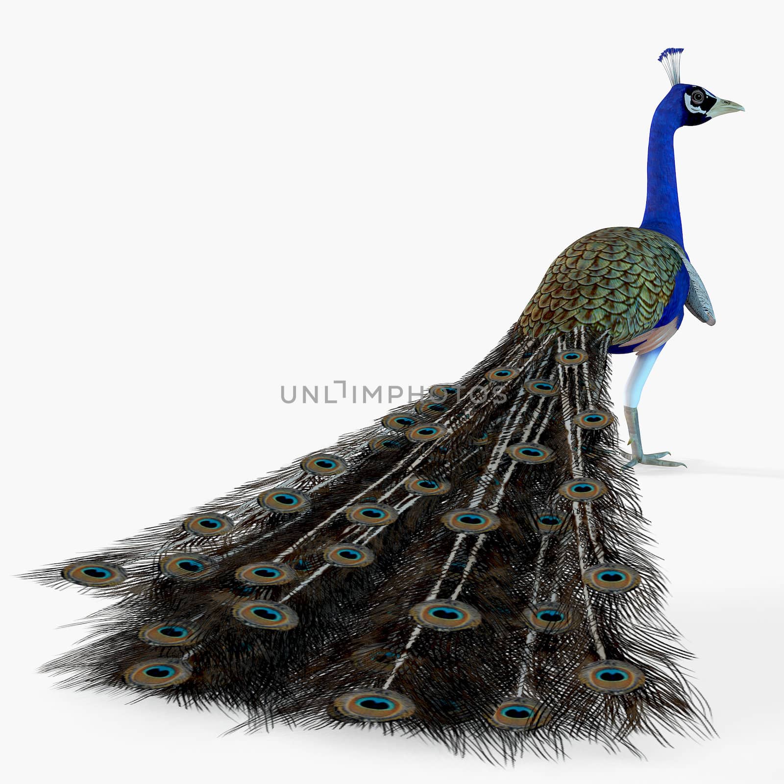 Peacock Profile by Catmando
