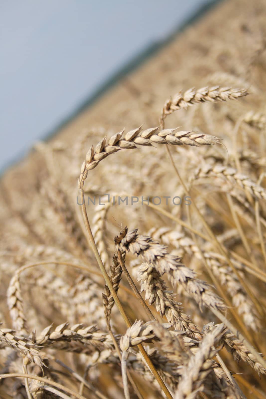 golden corn from the autumn from the czech republic