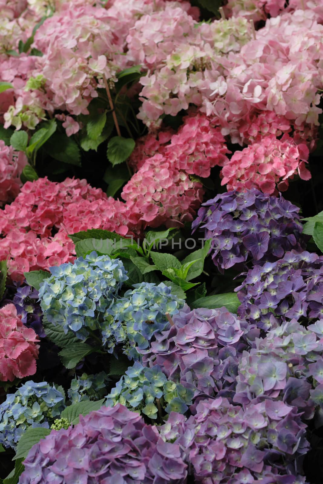 color flowers as nice natural spring background