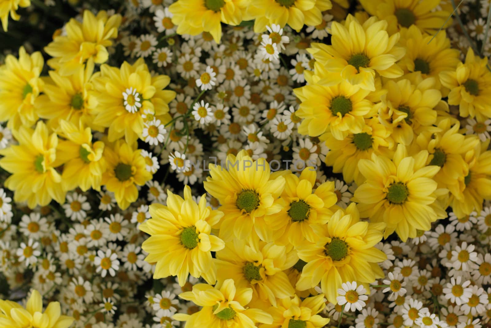 yellow flowers as nice natural spring background