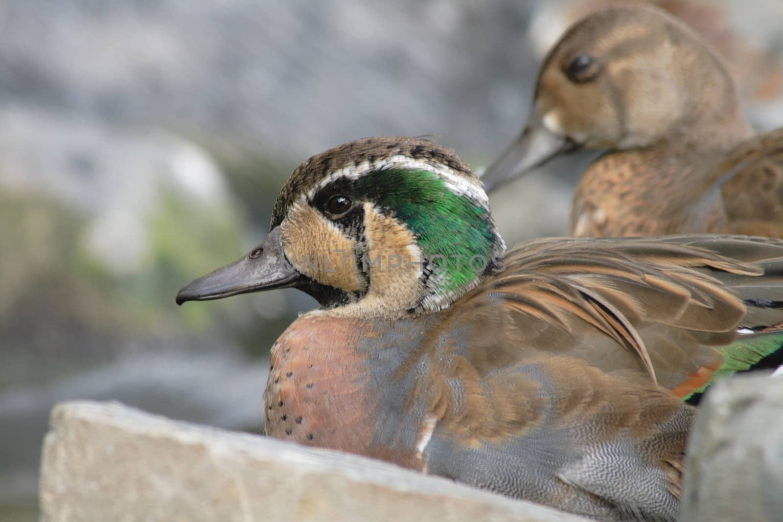 very nice green head of small duck
