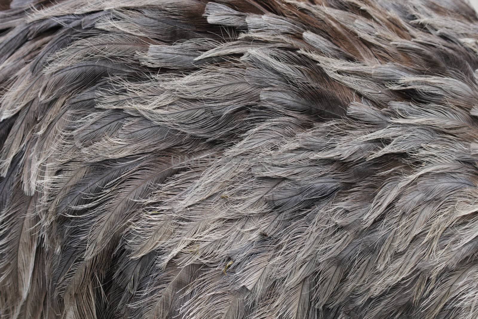nice brown feather texture as animal background