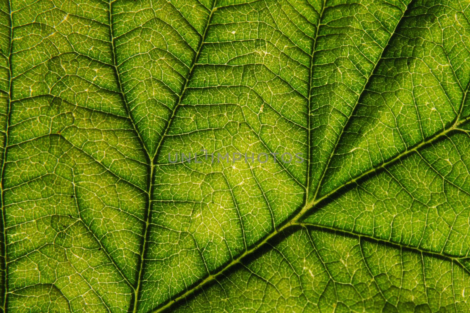 green leaf background as very nice natural background