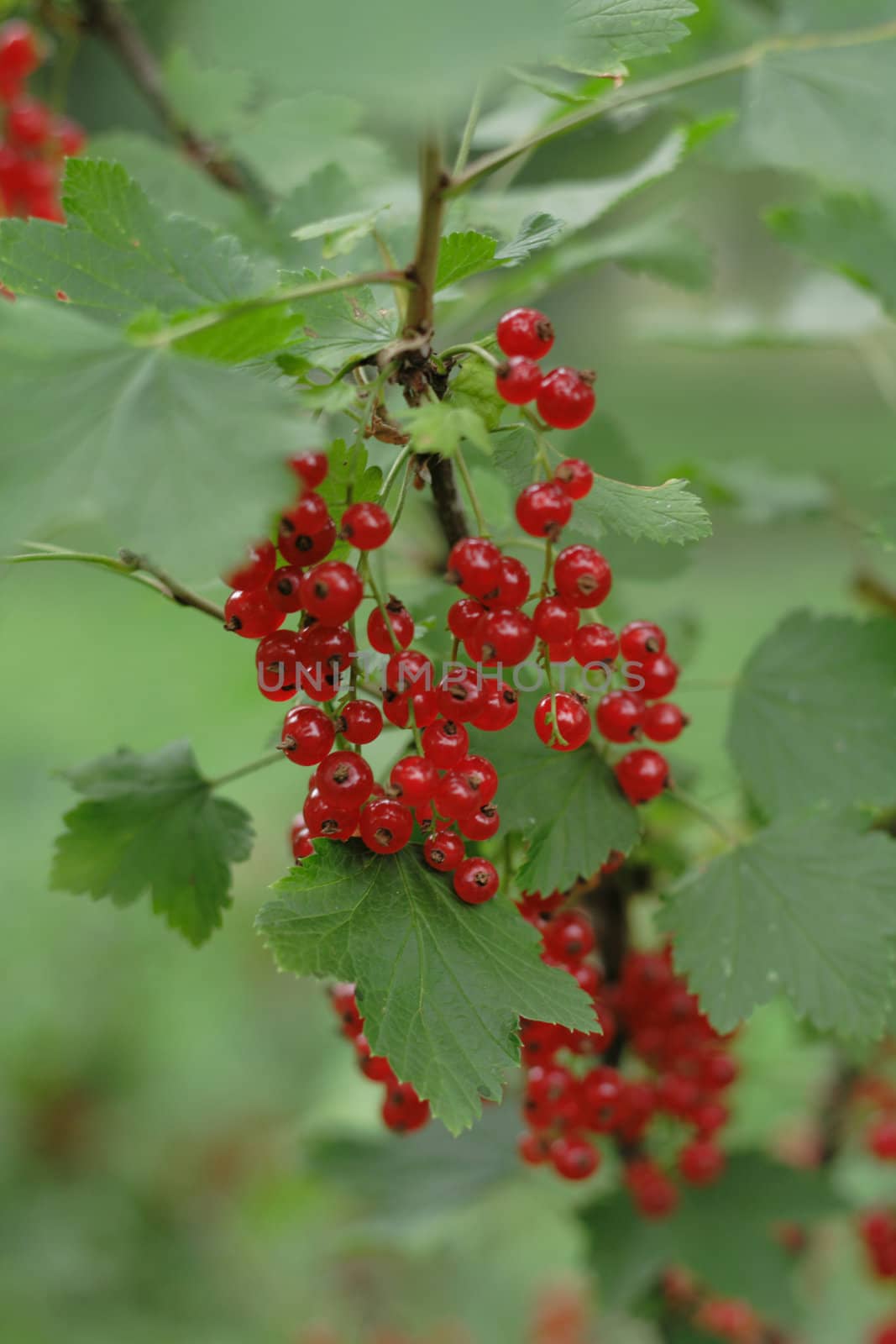 red currant as very nice natural background