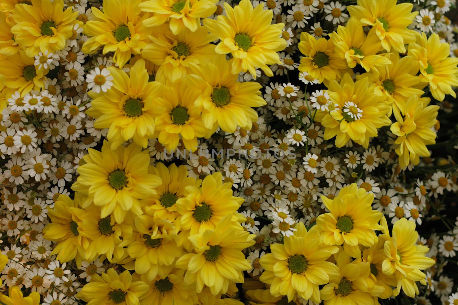 white and yellow flowers as very nice natural background