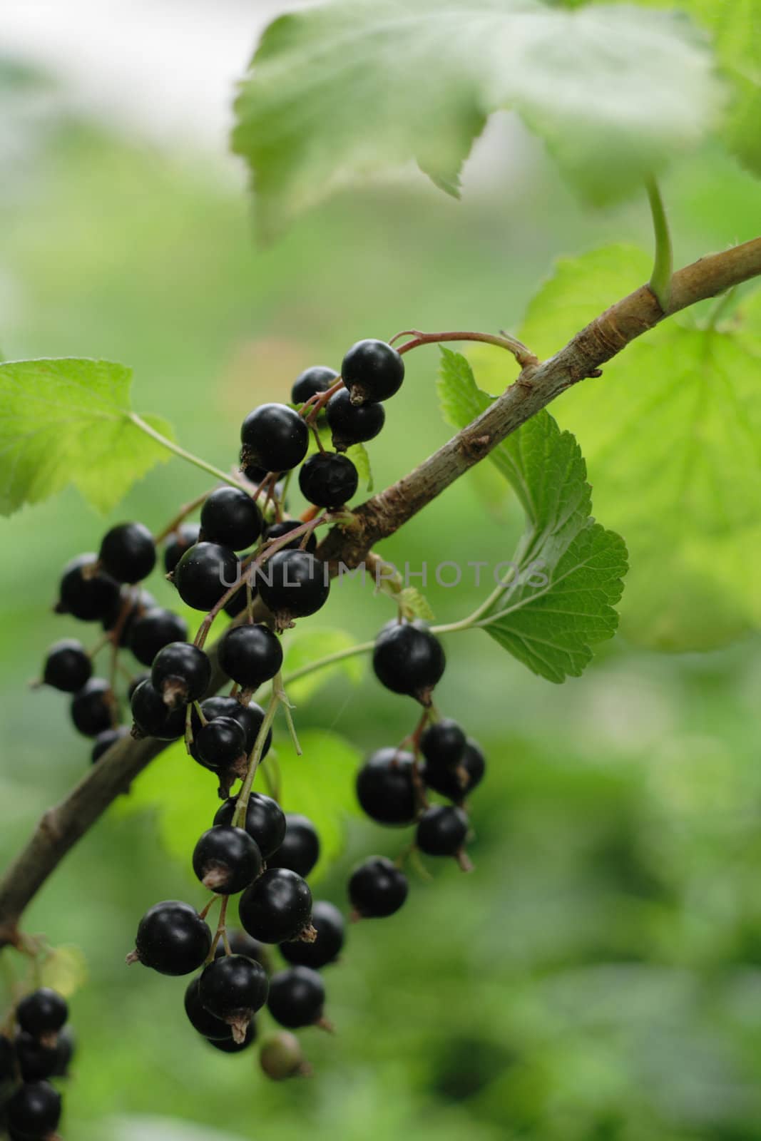 black currant as very nice natural background