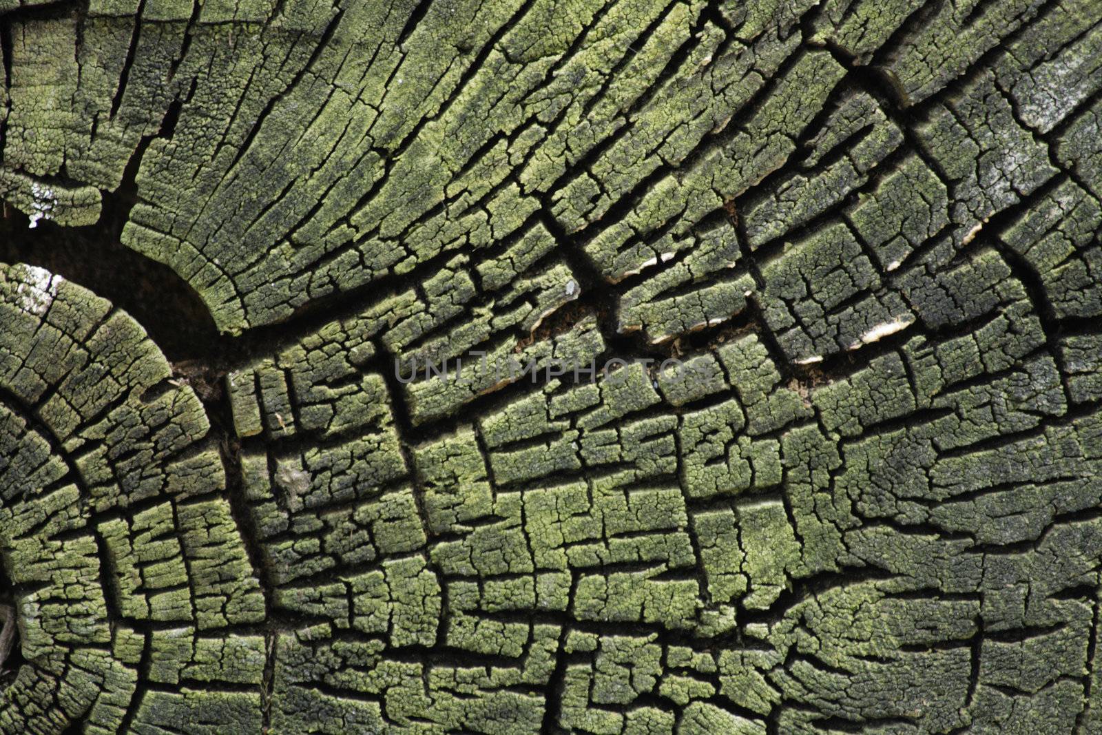 old wooden background from the old tree 