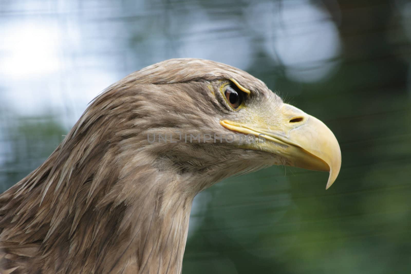 nice head of eagle from the nature 