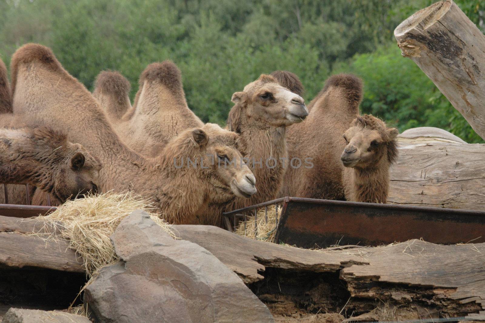 brown camels are resting in the green park 