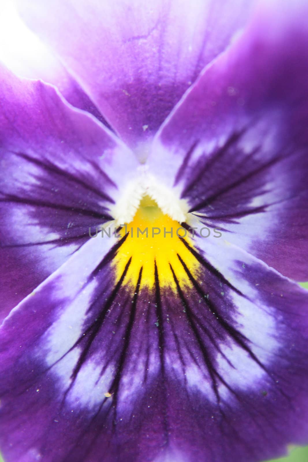 detail of violet flower as natural background